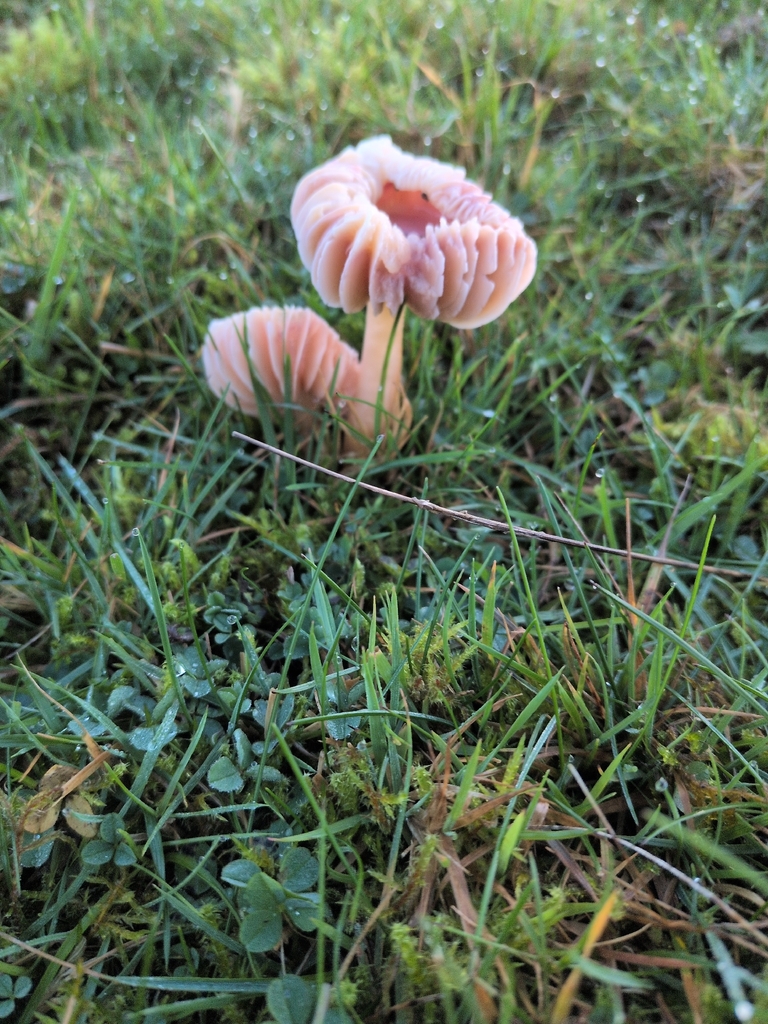 Gliophorus reginae · November 2025 · photo: © saramountpleasantfarm (iNaturalist, cc0)