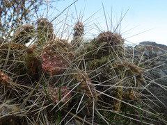 Opuntia × columbiana