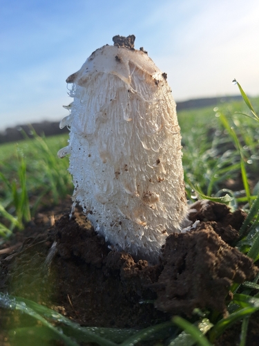 Czernidłak kołpakowaty
