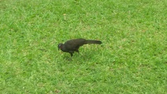 Penelope superciliaris