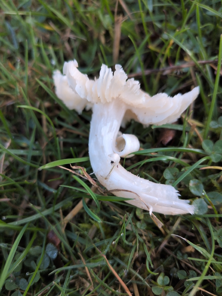 Cuphophyllus fornicatus · November 2025 · photo: © saramountpleasantfarm (iNaturalist, cc0)