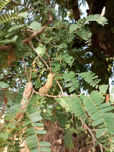 Tamarind