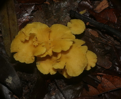 Tricholomopsis aurea