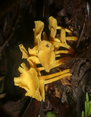 Tricholomopsis aurea