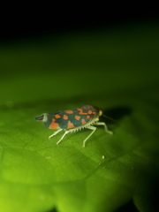 Ladoffa sannionis