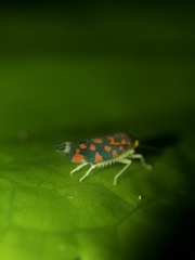 Ladoffa sannionis