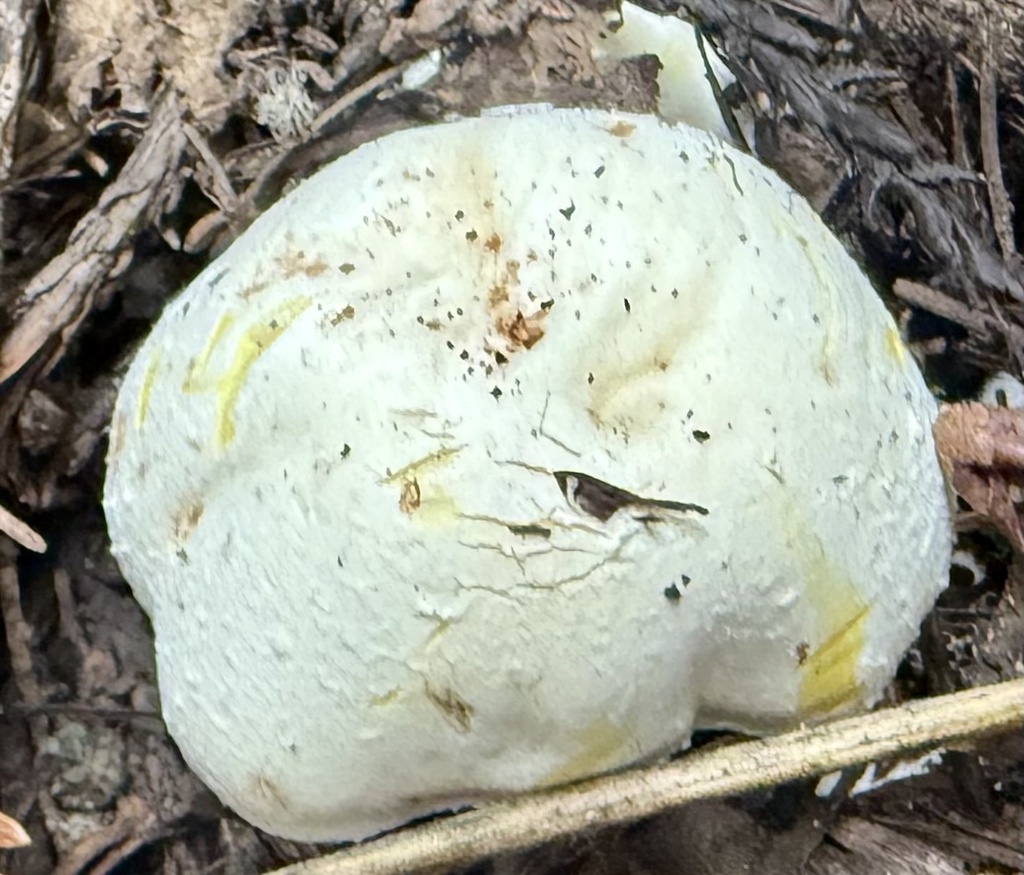 Agaricus xanthodermus · November 2025 · photo: © hllrnnr (iNaturalist, cc0)