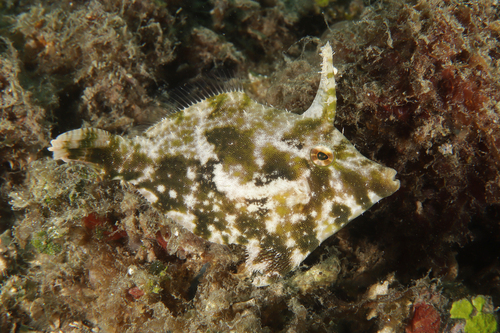 Banded leather-jacket (Acreichthys tomentosus) — Monacanthidae