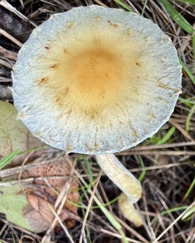 Leratiomyces percevalii · November 2025 · photo: © hllrnnr (iNaturalist, cc0)