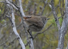 Acanthiza pusilla