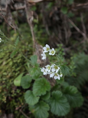 Geum cockaynei