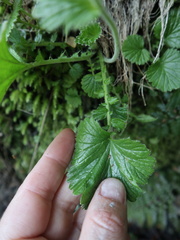 Geum cockaynei