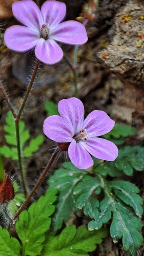 Herb Robert