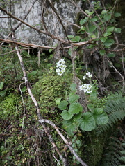 Geum cockaynei