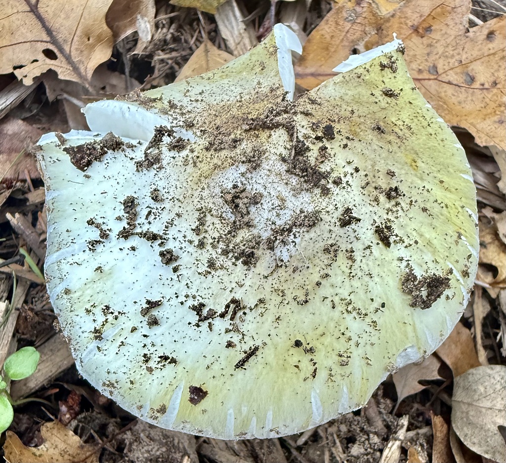 Amanita phalloides · November 2025 · photo: © hllrnnr (iNaturalist, cc0)