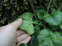 Geum cockaynei