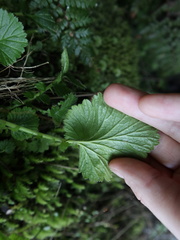 Geum cockaynei