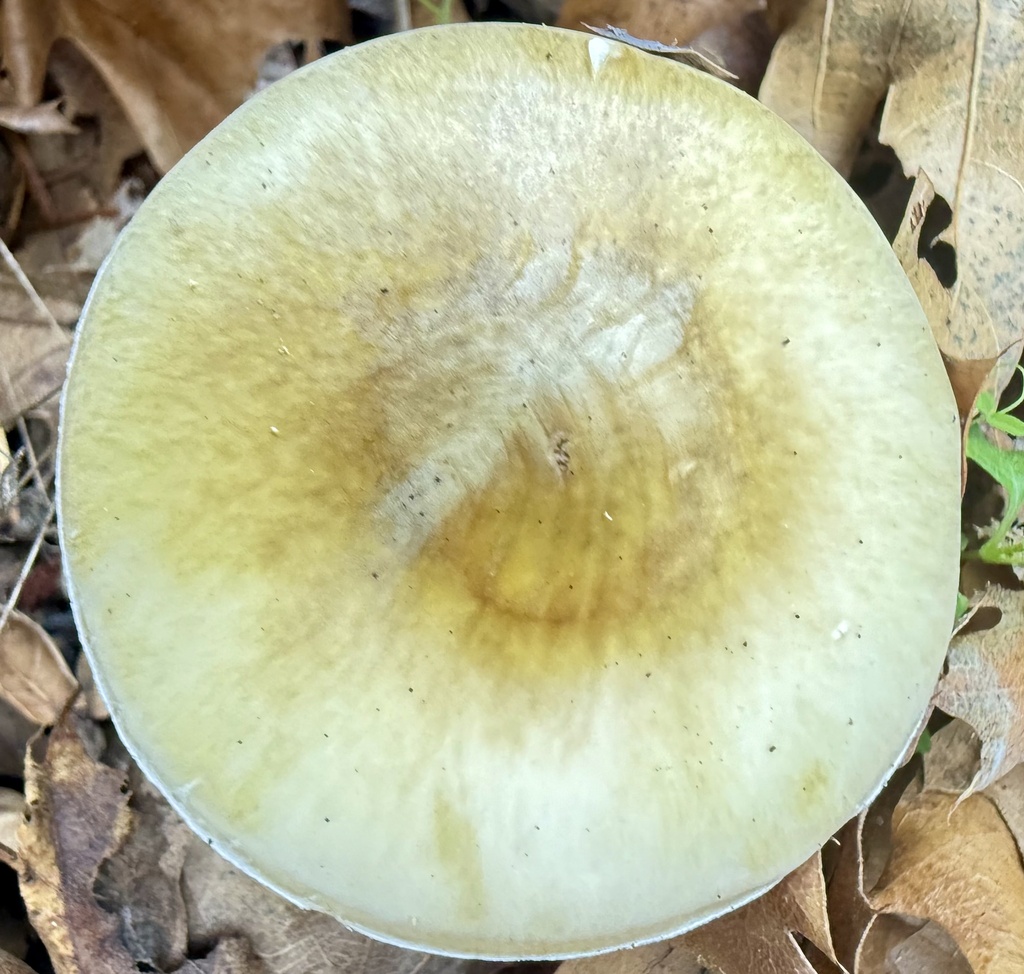 Amanita phalloides · November 2025 · photo: © hllrnnr (iNaturalist, cc0)
