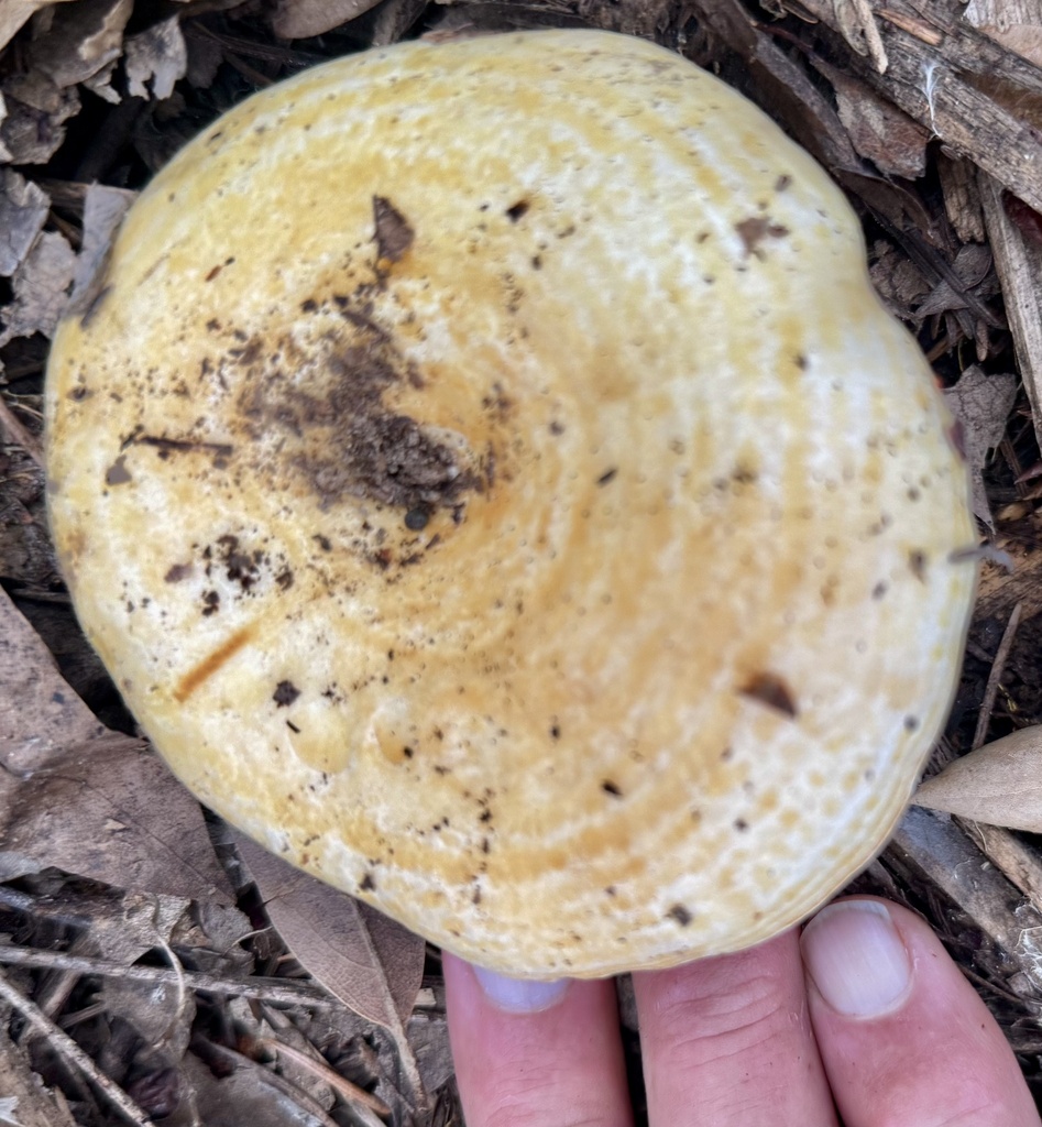 Lactarius alnicola · November 2025 · photo: © hllrnnr (iNaturalist, cc0)