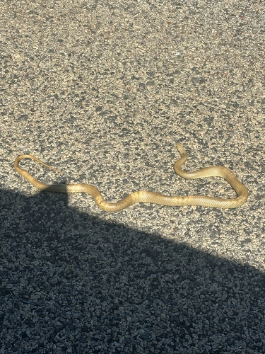 Western Brown Snake sighting