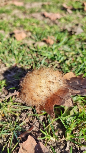 Cynips korsakovi