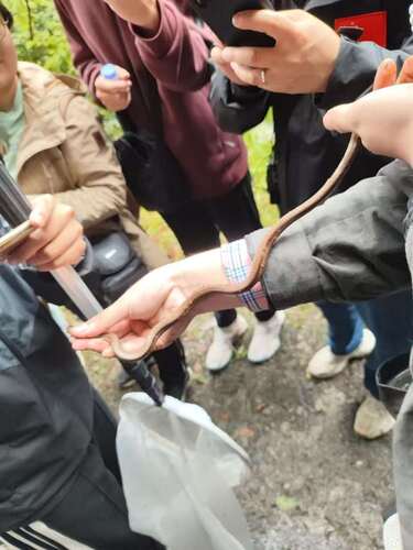 Ningshaan Kukri Snake