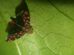 Ladoffa sannionis