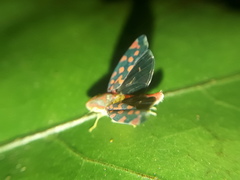 Ladoffa sannionis