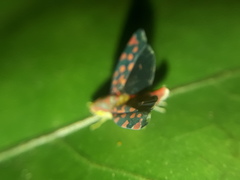 Ladoffa sannionis