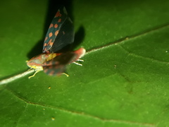 Ladoffa sannionis