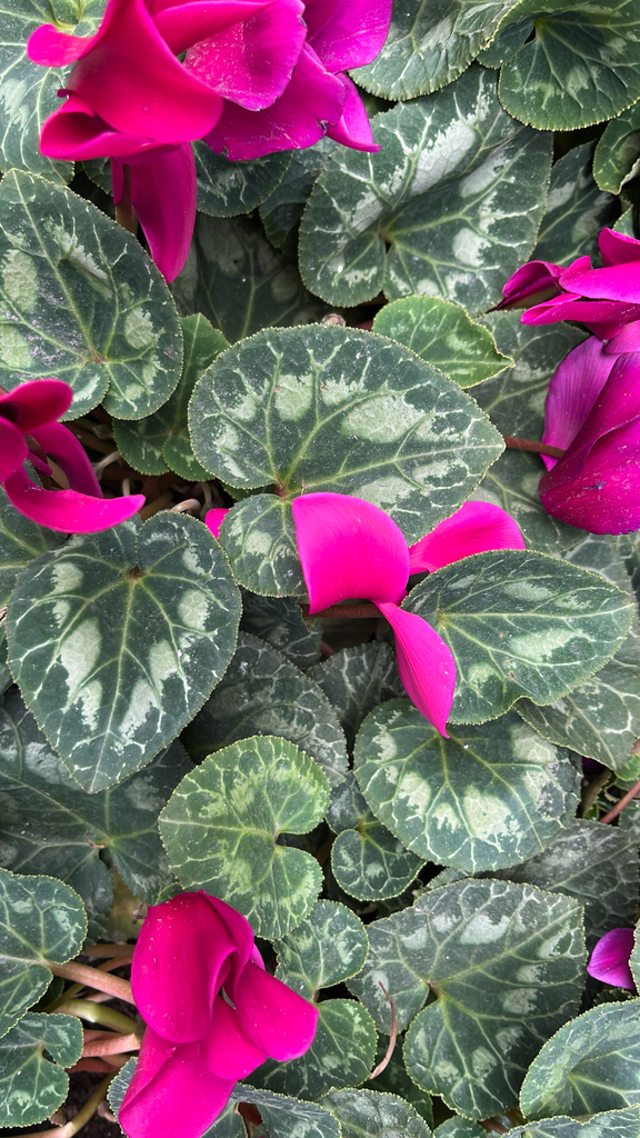 Cyclamen