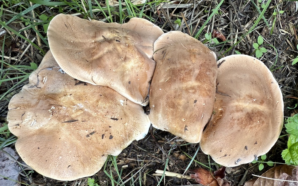 Leucopaxillus gentianeus · November 2025 · photo: © hllrnnr (iNaturalist, cc0)