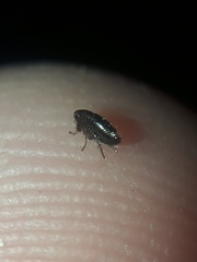 Ctenocephalides canis