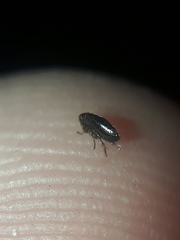 Ctenocephalides canis