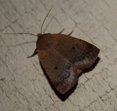 Xylenini