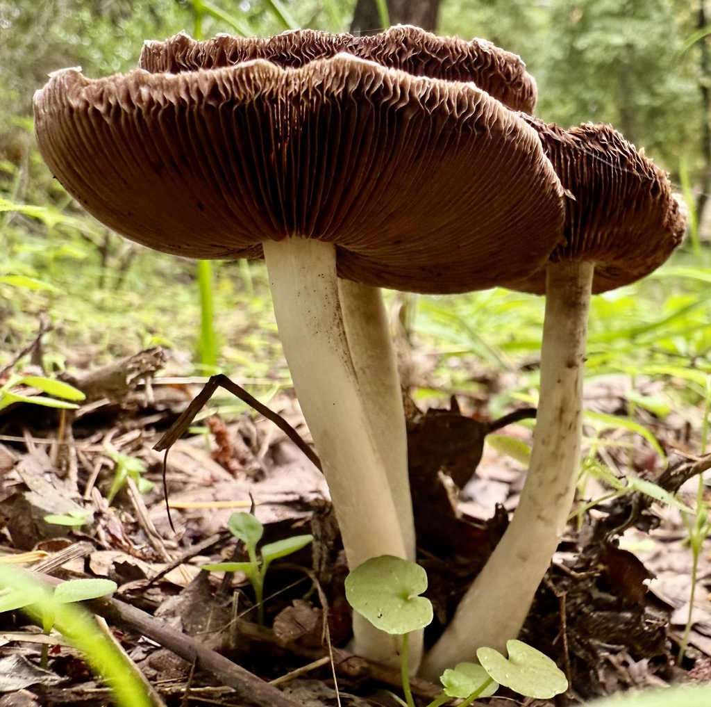 Candolleomyces candolleanus · November 2025 · photo: © hllrnnr (iNaturalist, cc0)