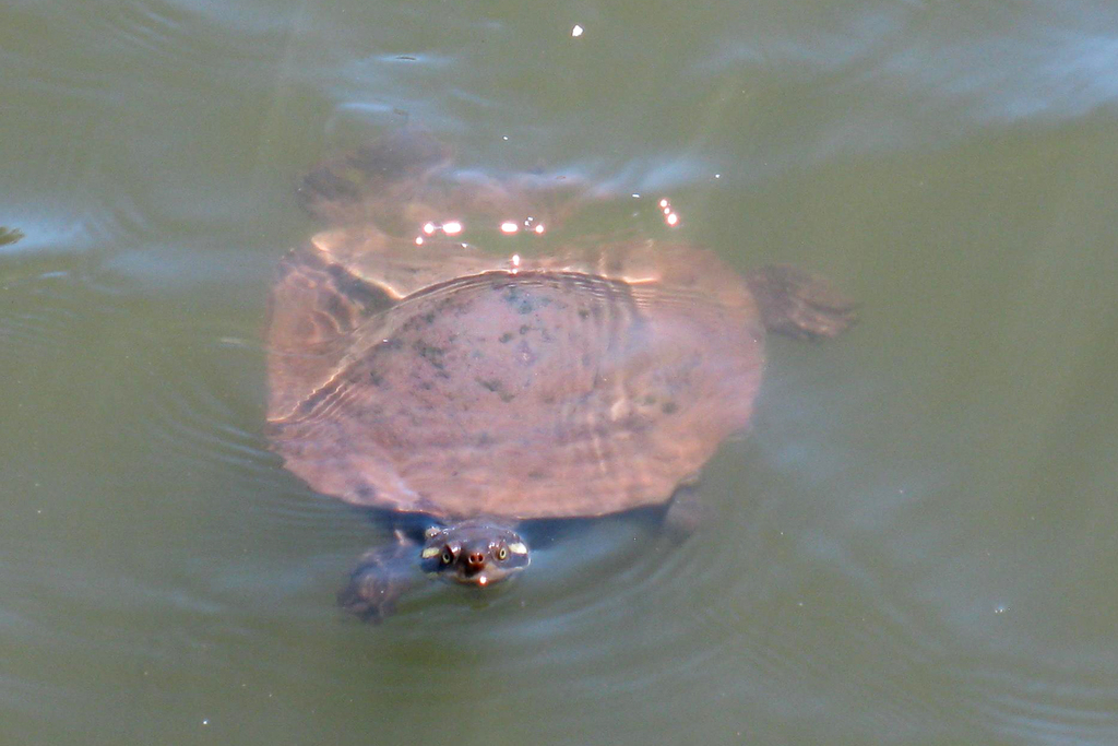 Krefft's River Turtle from Bundaberg Botanical Gardens QLD on November ...