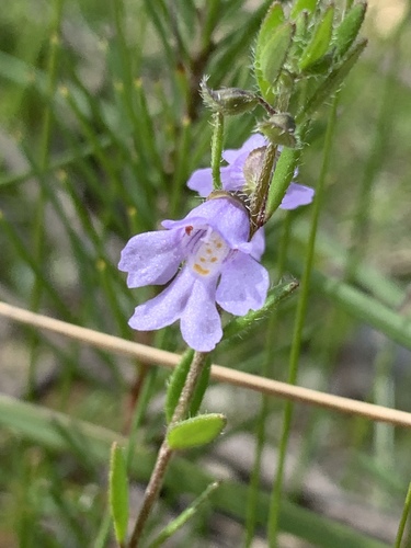 Prostanthera saxicola R.Br.