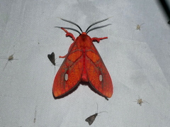 Ernassa sanguinolenta