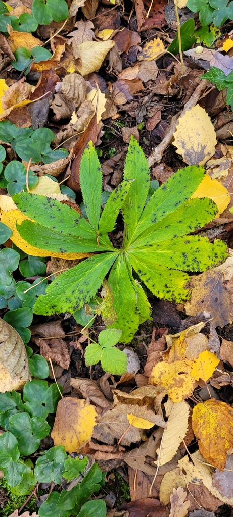Helleborus