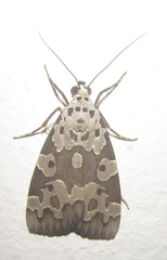 Sommeria culta
