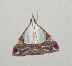 Viettessa margaritalis