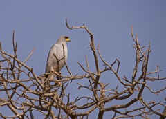 Melierax poliopterus