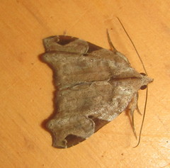 Androlymnia torsivena