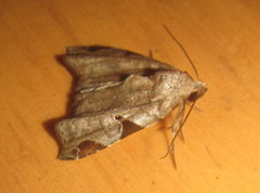 Androlymnia torsivena