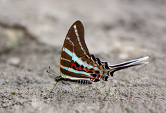 Graphium rhesus