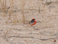 Epthianura tricolor