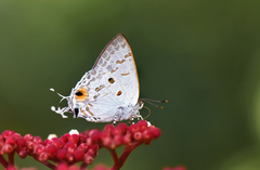 Hypolycaena sipylus