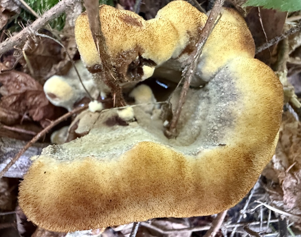 Phaeolus hispidoides · November 2025 · photo: © hllrnnr (iNaturalist, cc0)