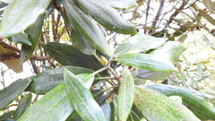 Rhododendron formosanum